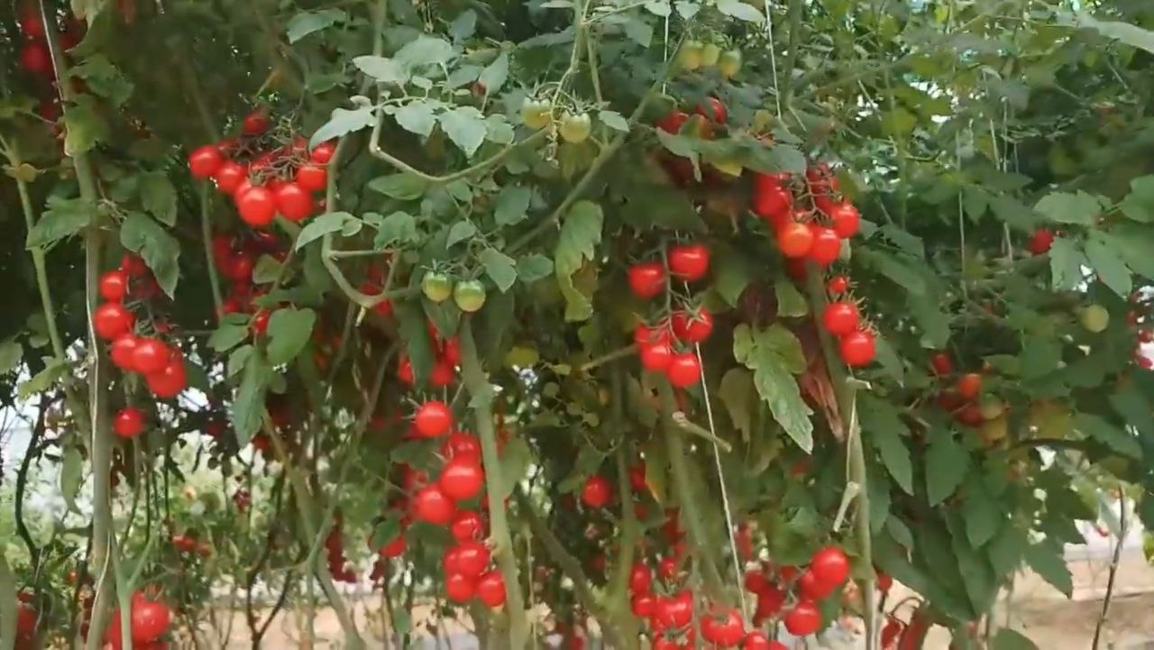 Cherry Tomato Vegetable Farming