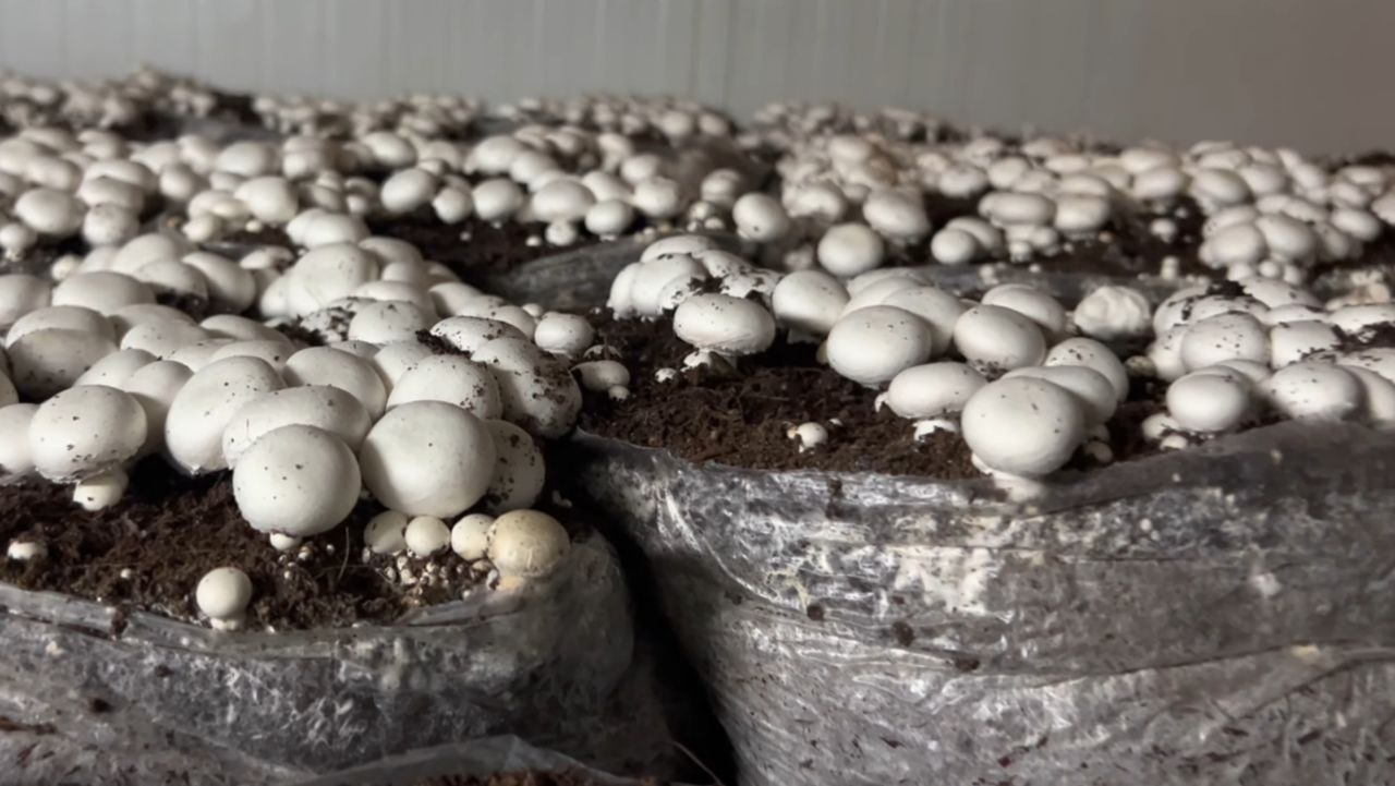 कब और कैसे शुरू करें मशरूम की खेती - Mushroom Farming Business »  Agriculture Hindi