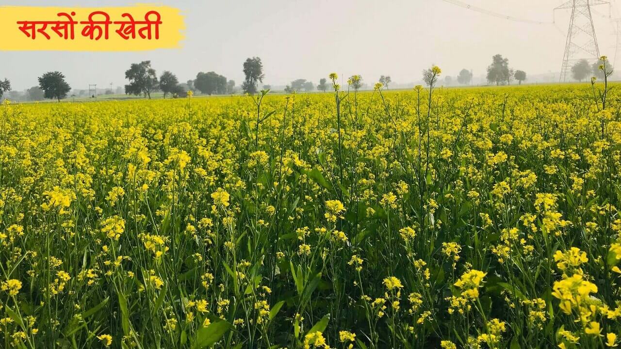 Mustard farming in hindi